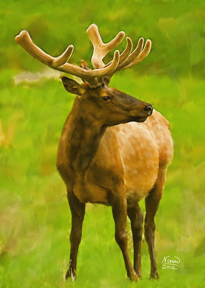 Stag